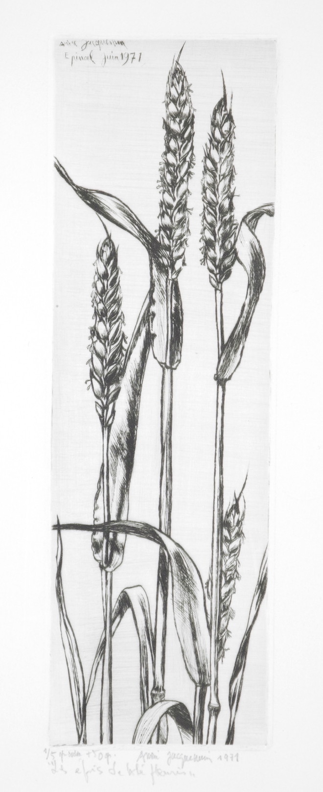 André Jacquemin, Les épis de blé fleuris