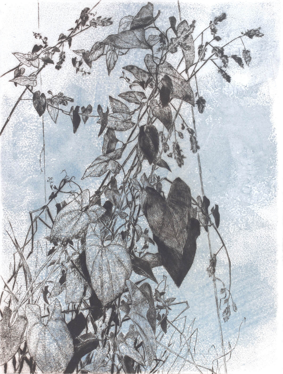 Claire Illouz, Convolvulus